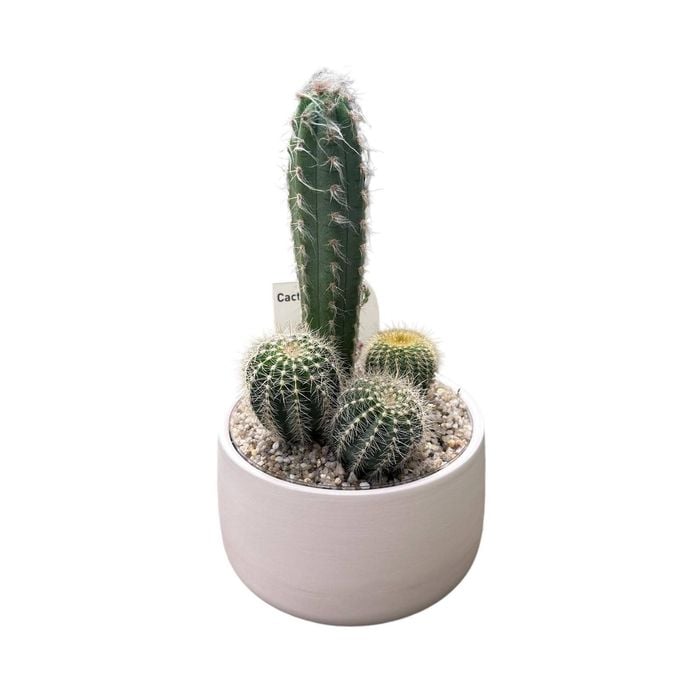 130mm Cactus Garden Designer Bowl 