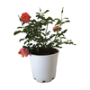 4.7L Potted Summer Rose Bush