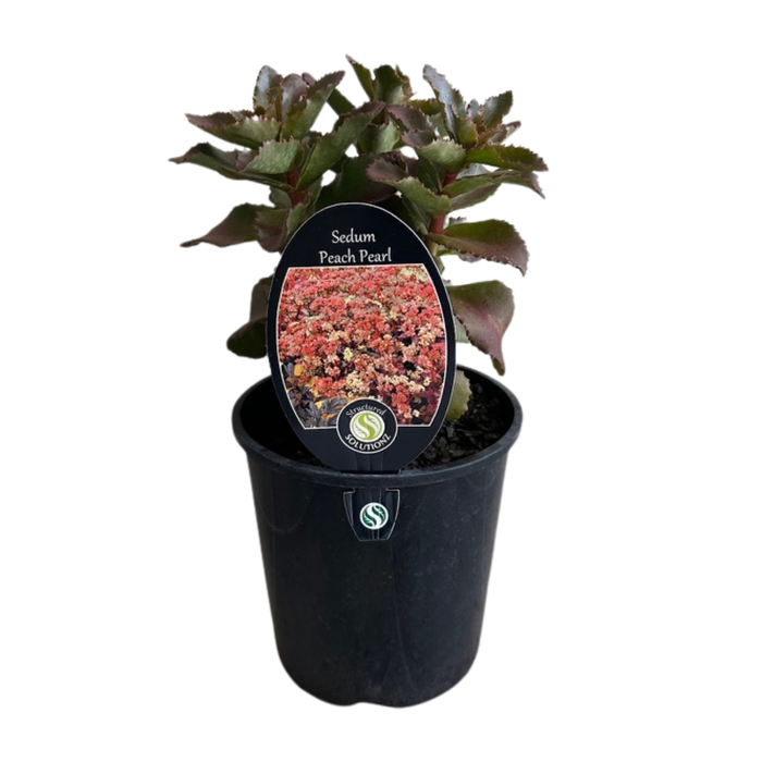 Gardening Solutionz 15cm Peach Pearl Sedum 