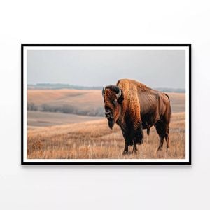 Bison Standing In Grassy Field  Print 100% Australian Made 90x60cm  (Poster)