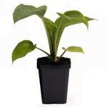 90mm Hosta Empress Wu - Plantain lilies