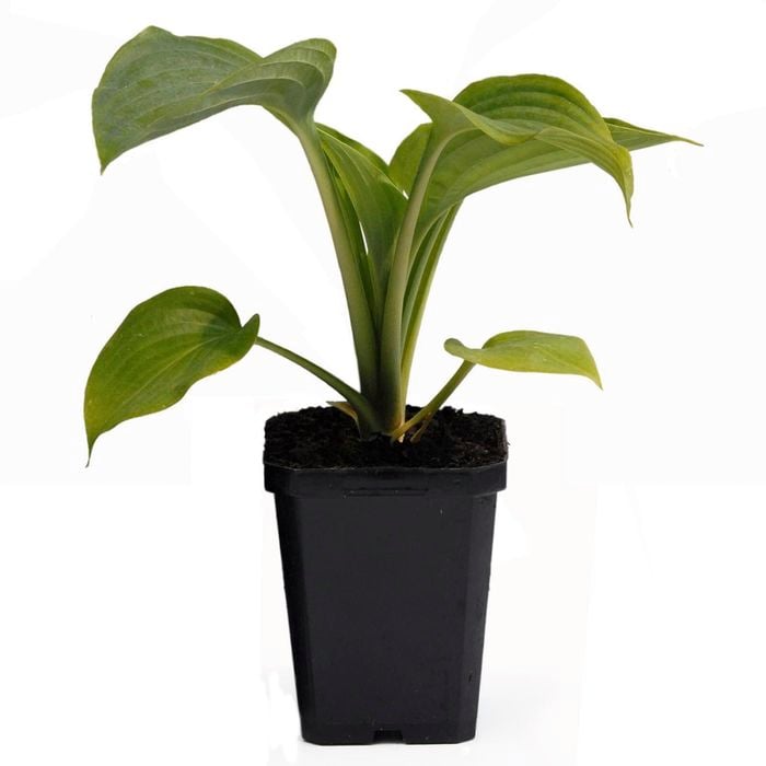 90mm Hosta Empress Wu - Plantain lilies