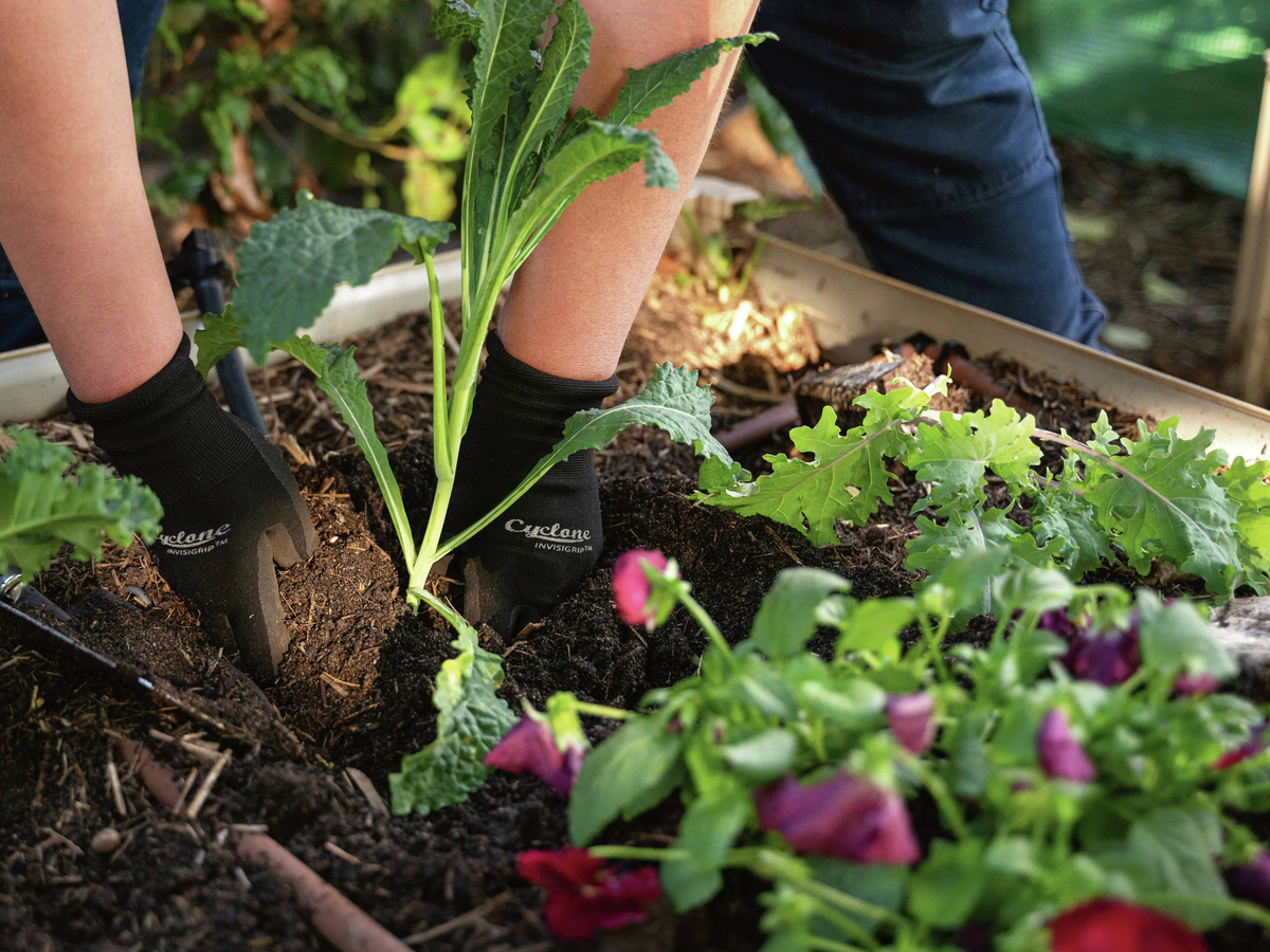 Four Week Winter Planting And Gardening Guide - Bunnings Australia