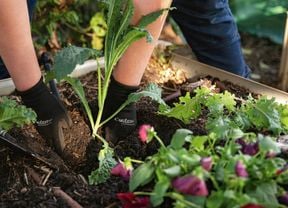  A person wearing black gardening gloves planting kale into soil in a raised garden bed.