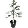 200mm Silver Dollar Gum - Eucalyptus cinerea