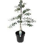 200mm Silver Dollar Gum - Eucalyptus cinerea