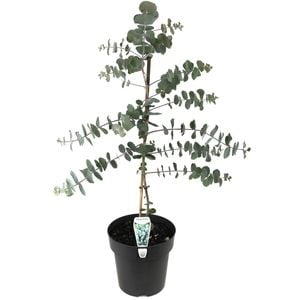 200mm Silver Dollar Gum - Eucalyptus cinerea