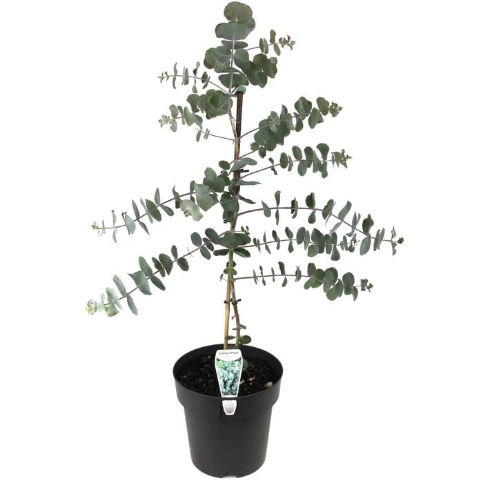 200mm Silver Dollar Gum - Eucalyptus cinerea