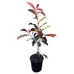2L Red Robin - Photinia Red Robin