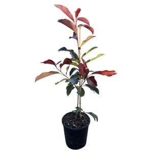 2L Red Robin - Photinia Red Robin
