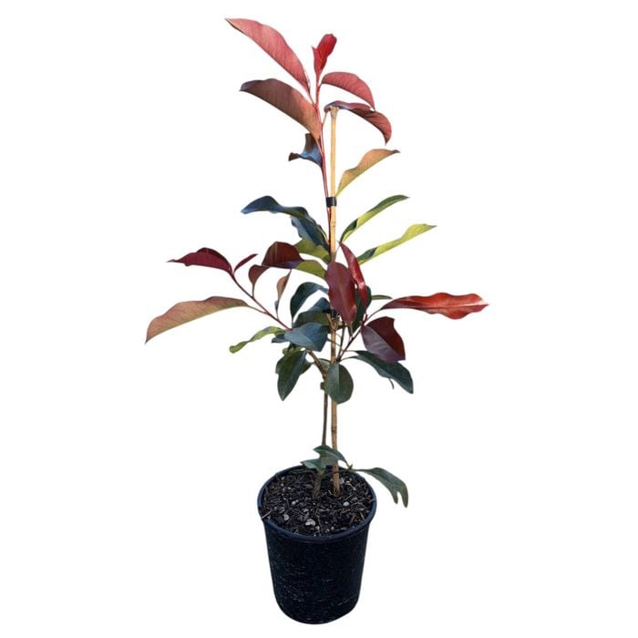 2L Red Robin - Photinia Red Robin