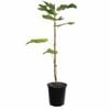 Plant Fig Brunswick 4.7l
