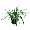 2L Monkeygrass - Liriope Muscari