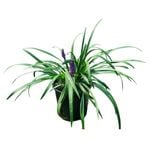 2L Monkeygrass - Liriope Muscari