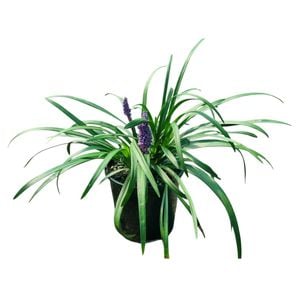 2L Monkeygrass - Liriope Muscari