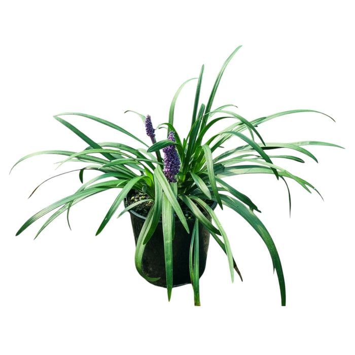 2L Monkeygrass - Liriope Muscari