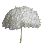 Blooms of Joy 50cm White Hydrangea Small Petal