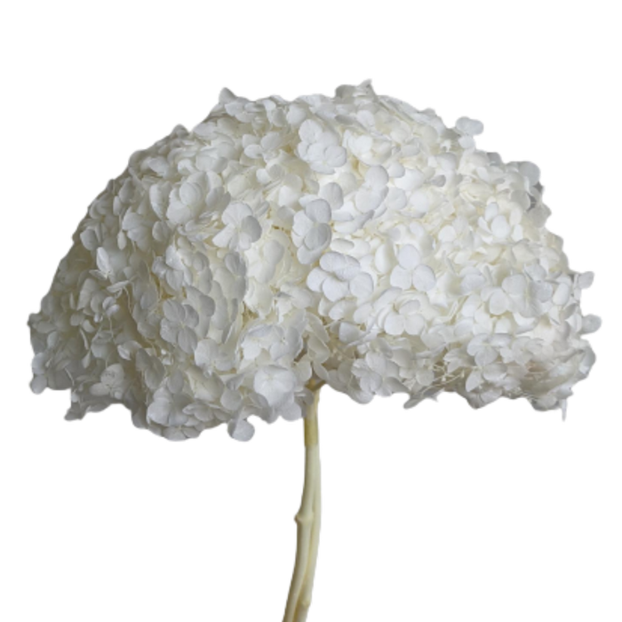 Blooms of Joy 50cm White Hydrangea Small Petal