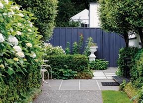 Teal painted picket fence with a red hibiscus flower bush growing behind