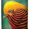 Laucke Gamebird Maintenance Mp Food Micro Pellet 20kg