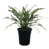 125mm Peace Lily - Spathiphyllum floribundum Peace Lily Variegated