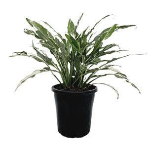 125mm Peace Lily - Spathiphyllum floribundum Peace Lily Variegated