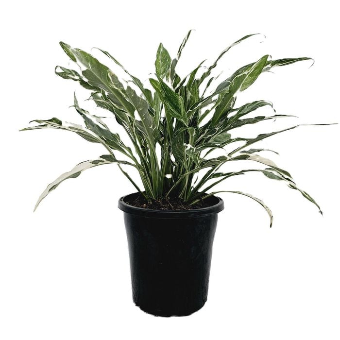 125mm Peace Lily - Spathiphyllum floribundum Peace Lily Variegated
