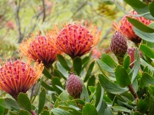Close up of a Red Pincushion Protea plant with bright red and orange flowers and green leaves.