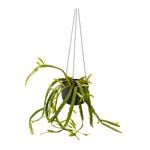 150mm Assorted Rhipsalis In Ceramic Hanging Basket