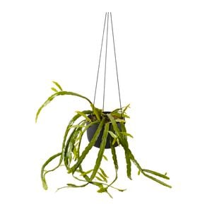 150mm Assorted Rhipsalis In Ceramic Hanging Basket