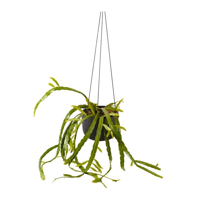 150mm Assorted Rhipsalis In Ceramic Hanging Basket