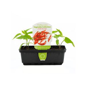 Punnet Chilli Red Hot - Healthy Living Vegetable