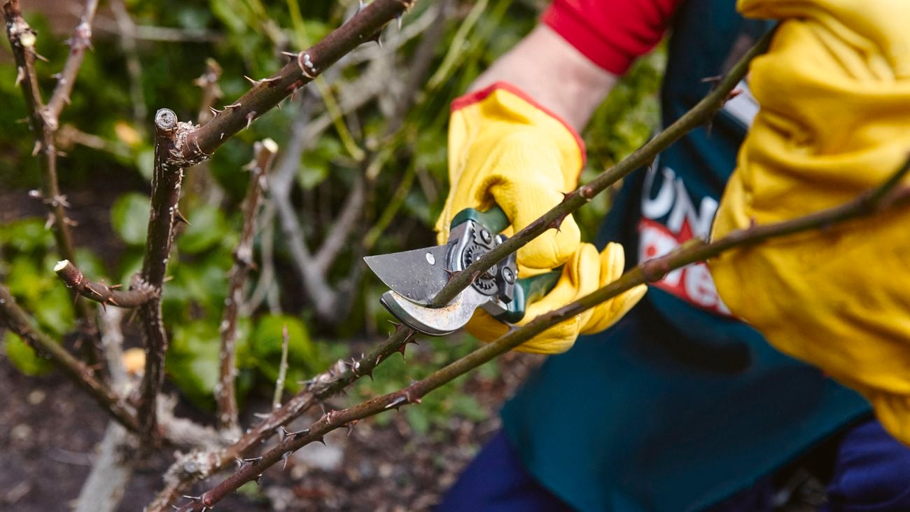 A person wearing gardening gloves prunes a thorny plant.