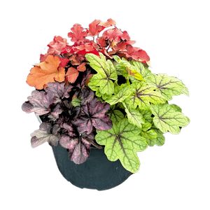 Gardening Solutionz 24cm Heuchera Triple Treat