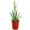 140mm Kangaroo Paw 'Bush Bonanza' - Anigozanthos hybrid