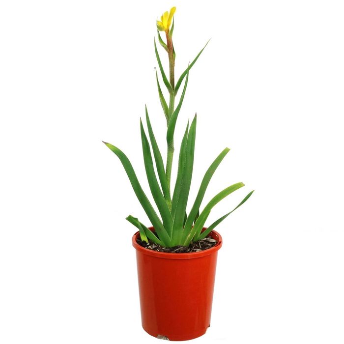 140mm Kangaroo Paw 'Bush Bonanza' - Anigozanthos hybrid