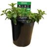 180mm Oregano - Origanum vulgare