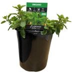 180mm Oregano - Origanum vulgare