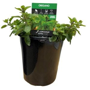 180mm Oregano - Origanum vulgare