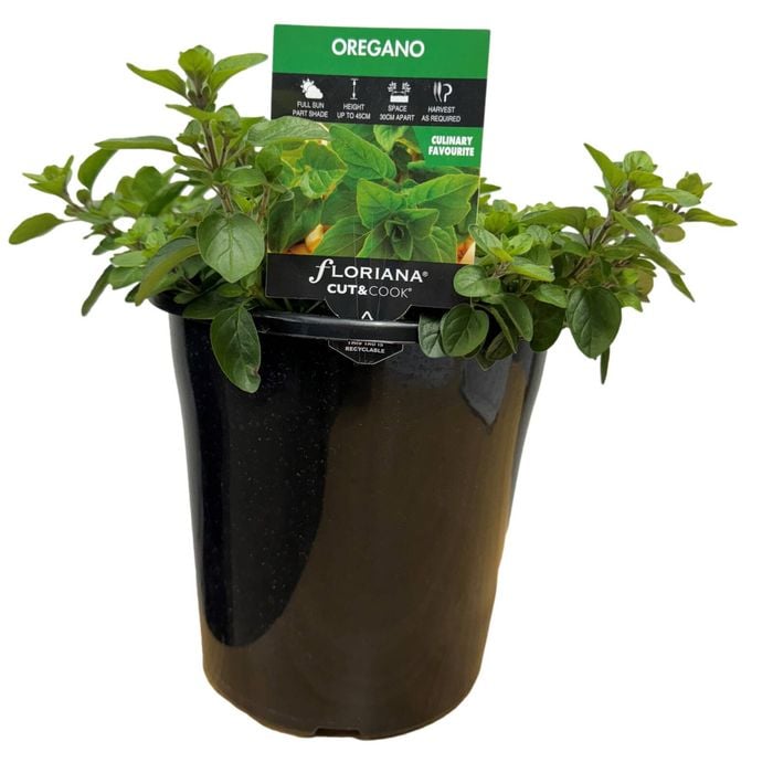 180mm Oregano - Origanum vulgare