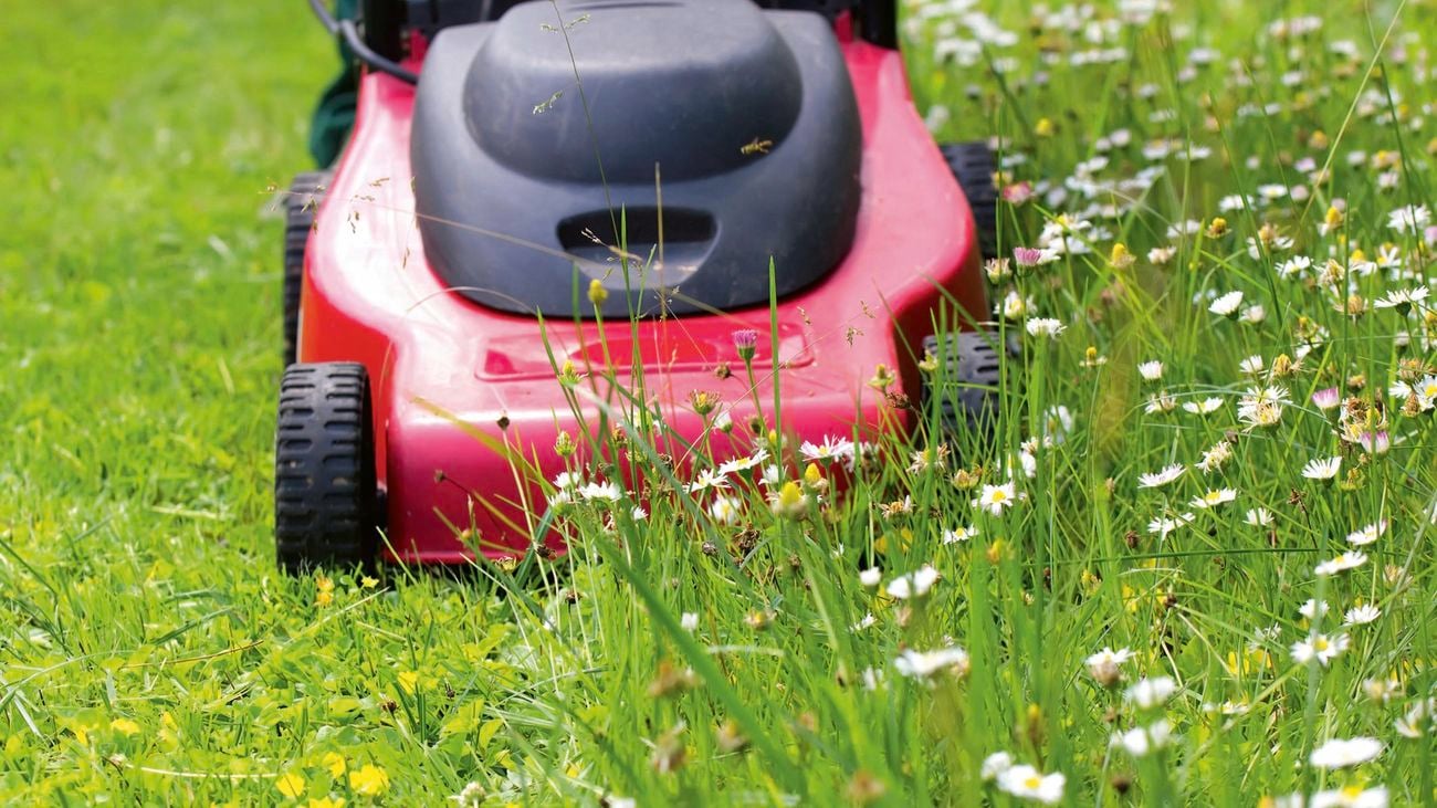 A lawn mower cutting long grass with small flowers