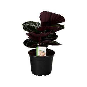 140mm Prayer Plant -  Calathea roseopicta Jungle Rose