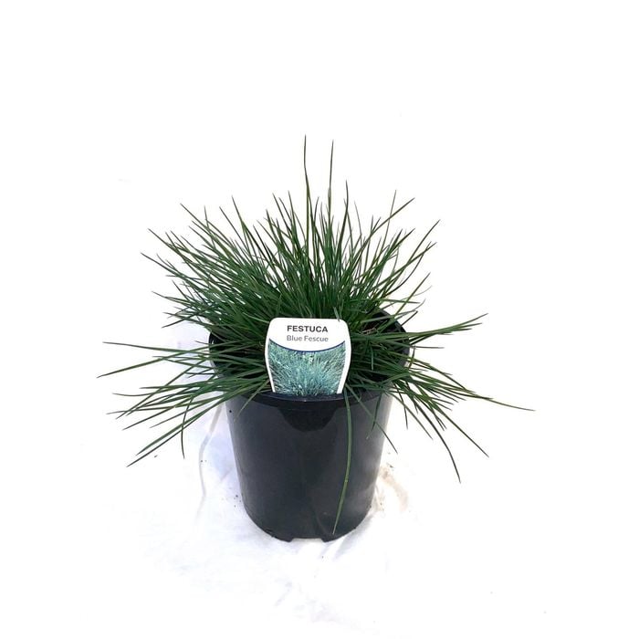 140mm Blue Fescue - Festuca glauca