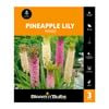 Bloomin Bulbs Pineapple Lily Mixed - 3 Pack