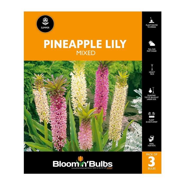 Bloomin Bulbs Pineapple Lily Mixed - 3 Pack