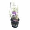 150 mm Lavender Ebony Leigh Pvr - Lavandula hybrid