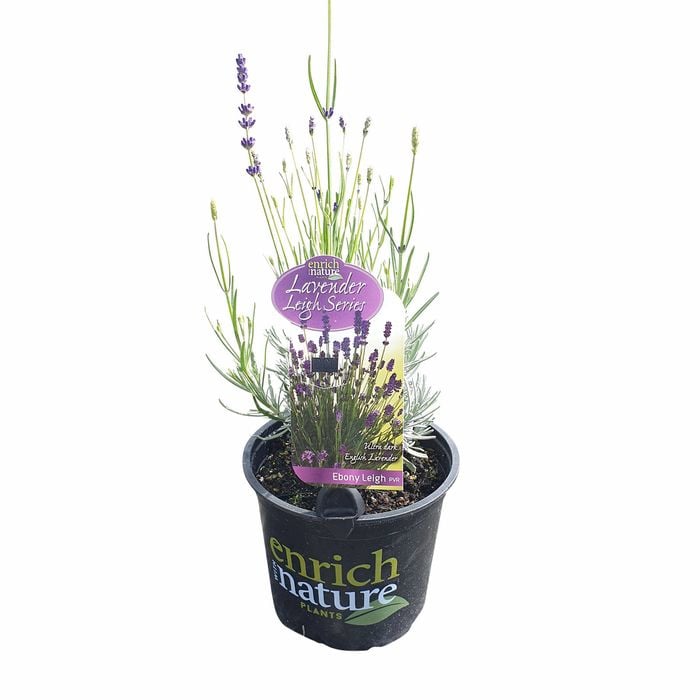 150 mm Lavender Ebony Leigh Pvr - Lavandula hybrid