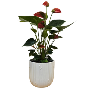 120mm Flamingo Plant - Anthurium andraeanum Fancy Fever In Ceramic