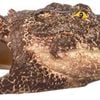 Aqua One Crocodile Head Large Ornament 9x20x7cm (37493l)
