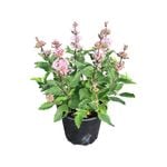 150mm Pavillion Pink - Caryopteris